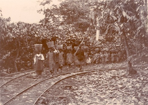  Roça Diogo Vaz. transporte da calda. S. Tomé e Princípe
