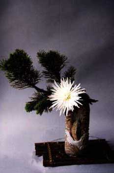 Chrysanthemenkiefer.jpg