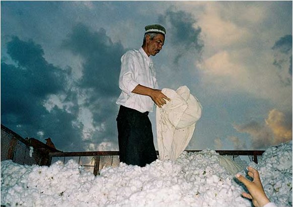 Baumwollernte im Samarkand