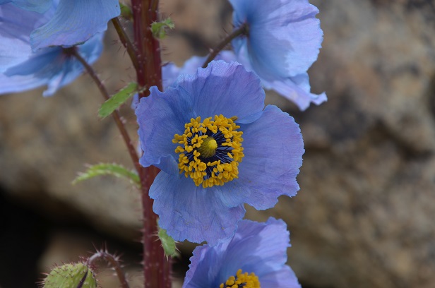 Blaue Mohnblume in Zanskar
