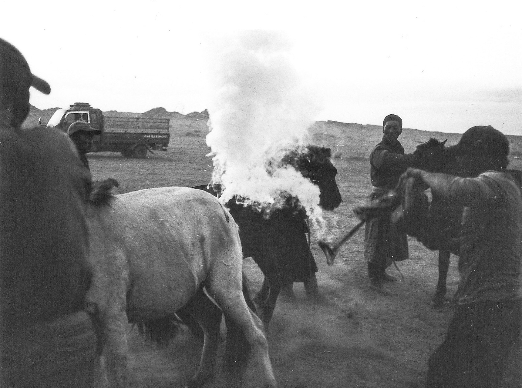Horsebranding in the Gobi Desert