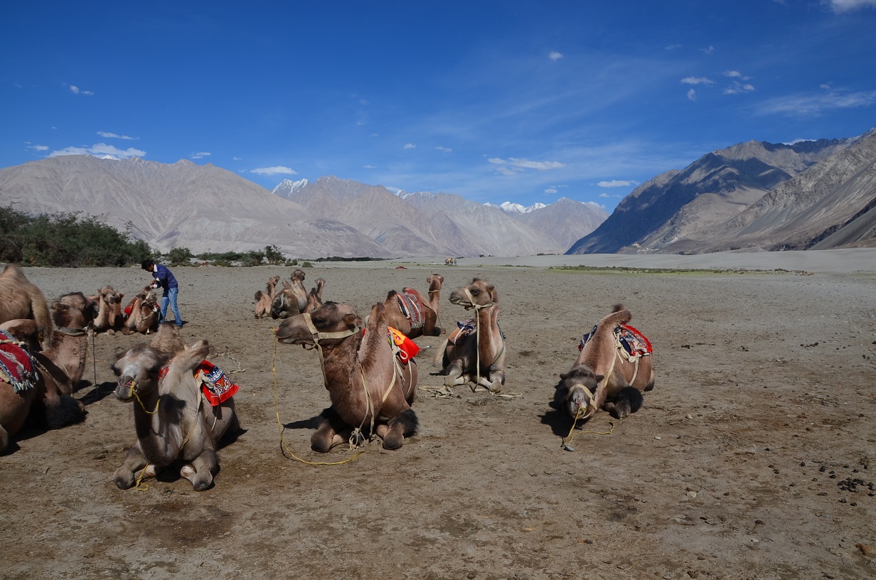 Kamele im Nubra-Tal warten auf Kundschaft