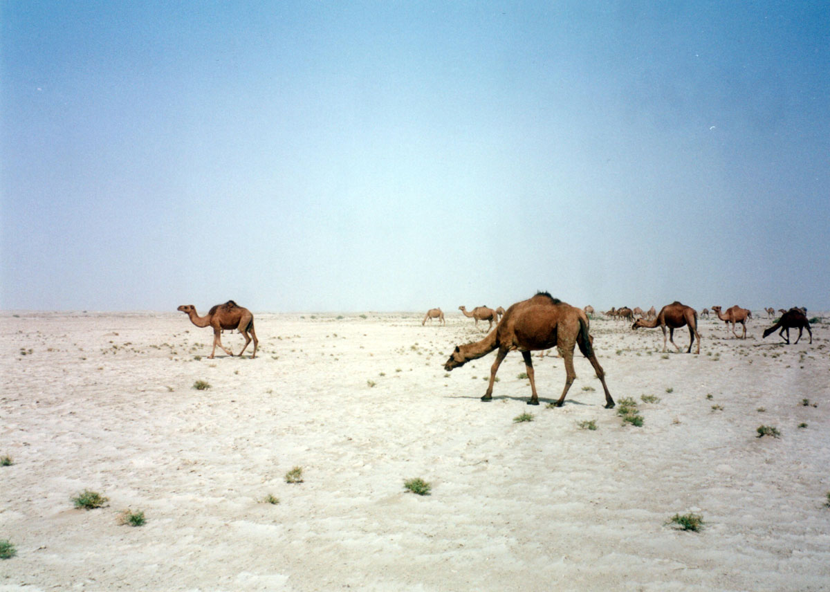 Weidende Kamele
