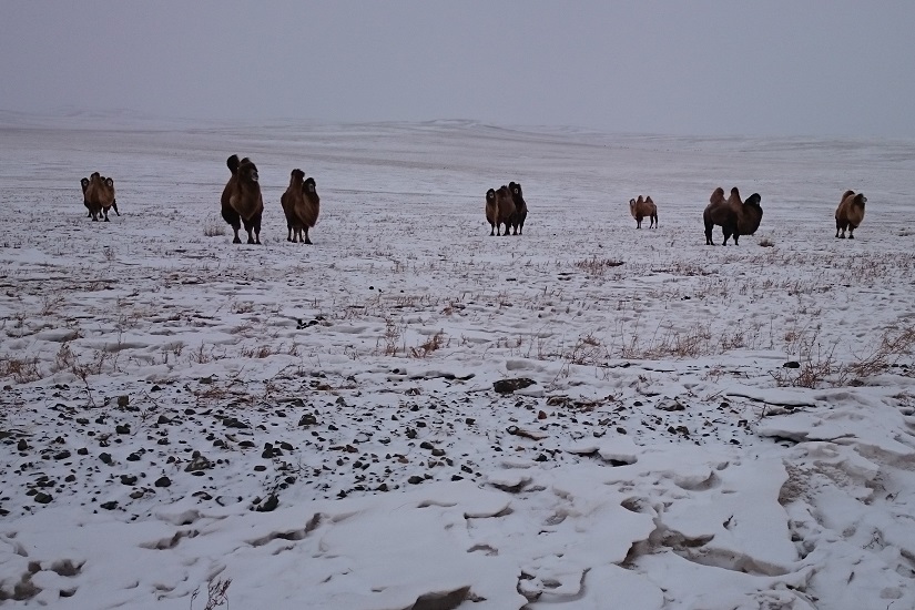 Kamele nach dem Schneesturm die Mongolei 