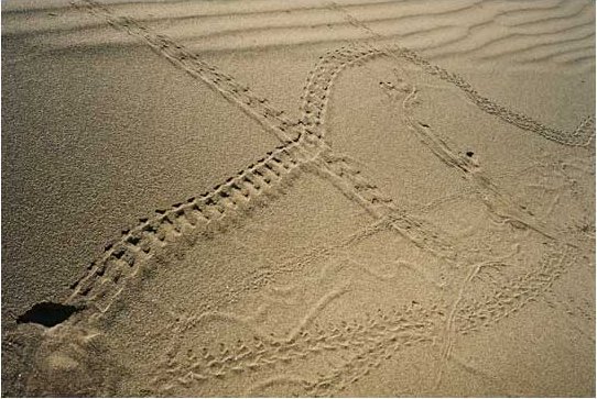 Crossroads on the Silkroad