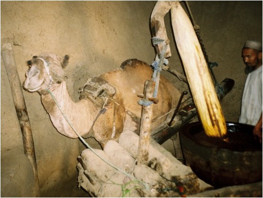 Hier ist Smesterbeginn, Oktober 2008, und in Nordafghanistan treibt unverdrossen das Kamel die Sesammühle an