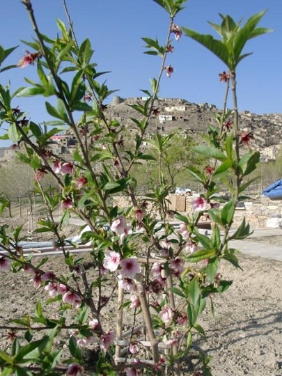 Frühling. Im Babur-Garten von Kabul