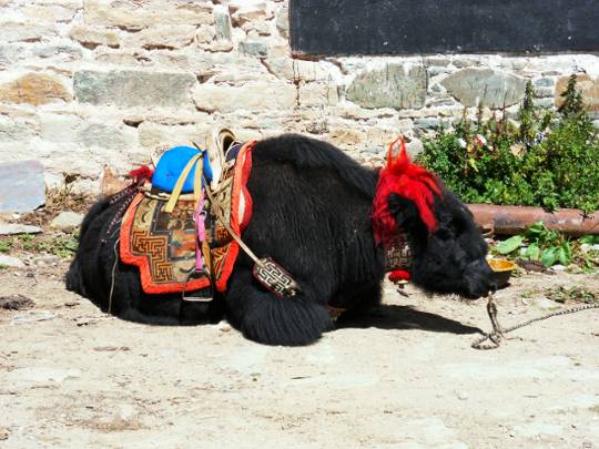 Ein Yak wartet auf zahlungswillige Touristen