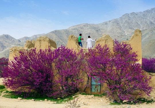 Der lila blühende Herzblattbaum gilt in Kabul und Umgebung als Frühlingssymbol