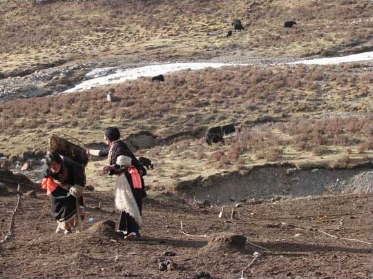 Nomaden beim Sammeln von Yakdung als Brennstoff
