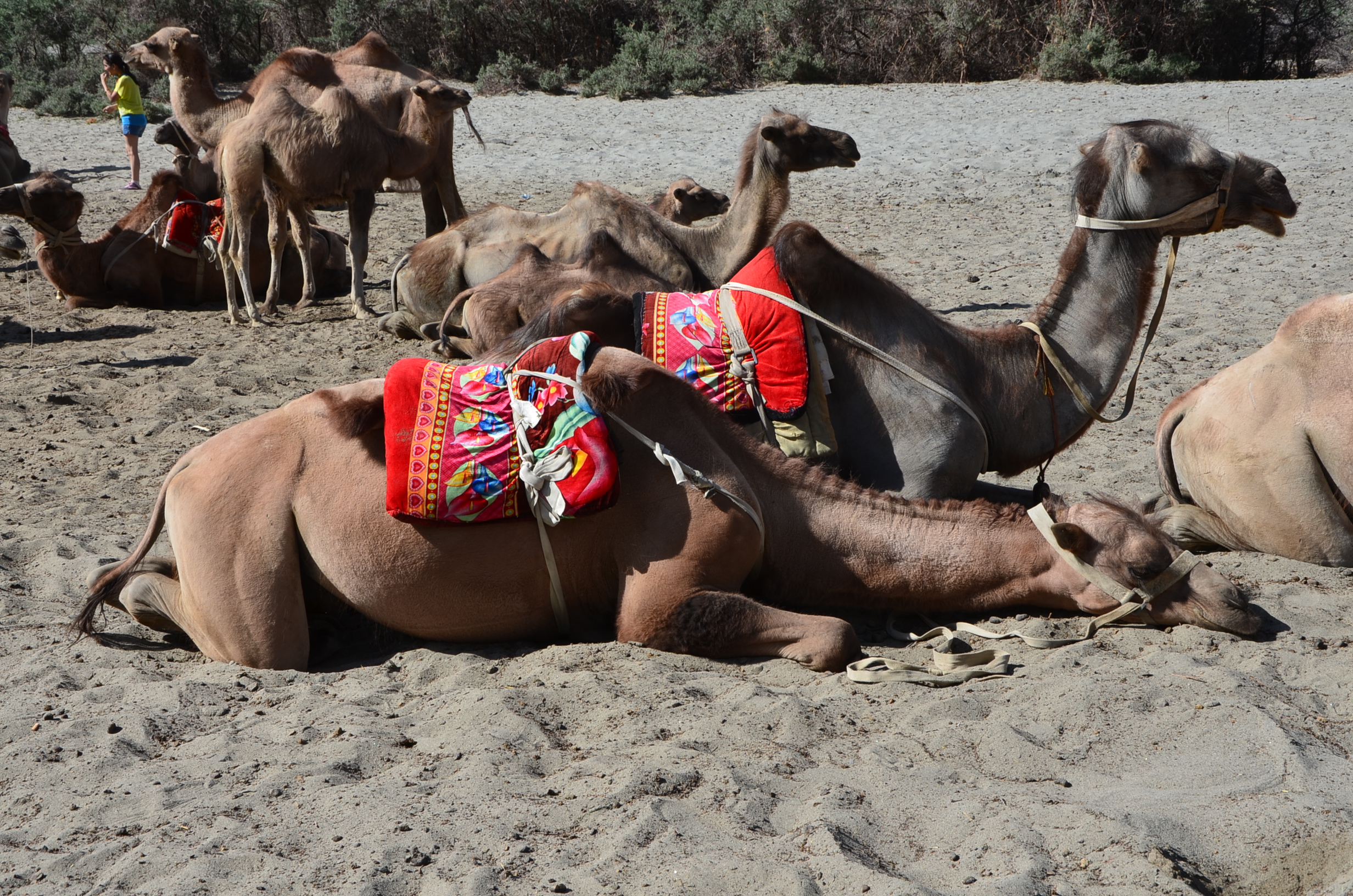 Kamele warten auf reiwillige Touristen_Nubratal_Ladakh_2014.JPG
