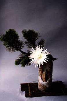 Chrysanthemenkiefer.jpg